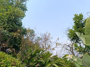 繁茂绿植与晴朗蓝天