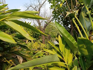 绿意盎然的繁茂植物景观