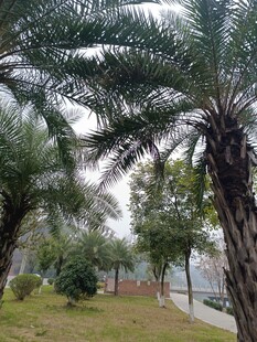 户外棕榈树景观