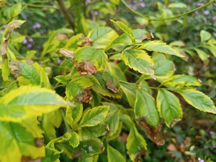 黄绿相间的斑斓植物叶片