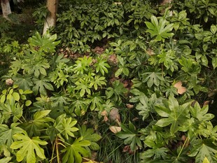 茂密绿植景观