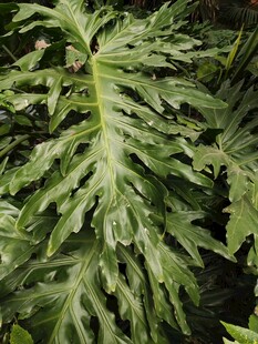 羽状叶片的绿植特写