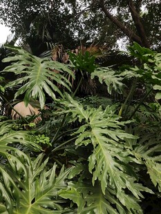 繁茂绿植展现自然生机