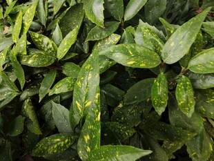 翠绿叶片上的斑驳病斑