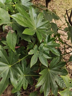 绿叶繁茂的八角金盘植物