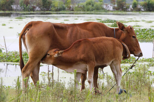母牛 小牛