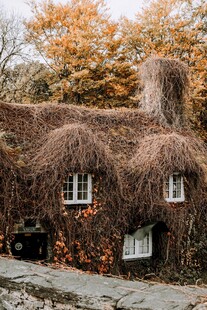 童话般的藤蔓覆盖古老小屋