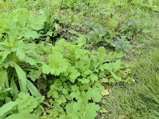 绿叶繁茂的草地植物