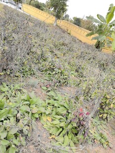 荒地中的杂乱植物景观