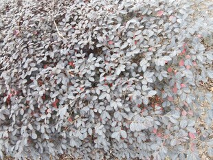 灰白碎石纹理特写