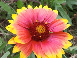 艳丽多彩的单朵天人菊