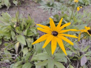 黄色黑心菊绽放于绿植间