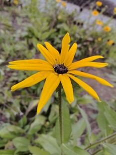 黄色花朵上的黑色甲虫