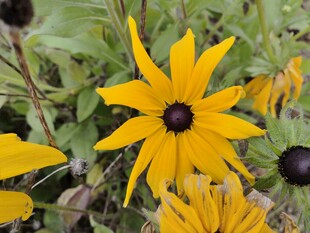 黄色黑心菊特写