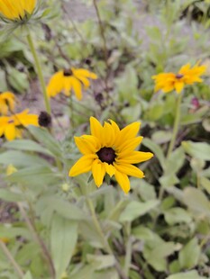 黄色黑心菊绽放于绿野