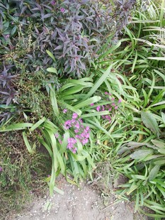 草丛中的紫色小花