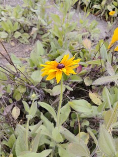 野外绽放的黄色美丽花朵