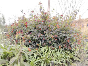 庭院中繁茂的绿植花卉