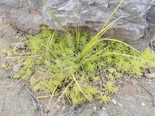 石缝中生长的嫩绿植物