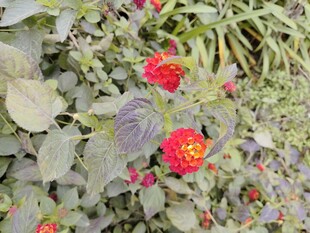 绿叶间绽放的艳丽花朵