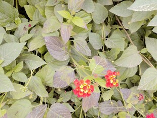 绿叶丛中点缀鲜艳花朵