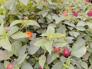 绿叶间的多彩花卉