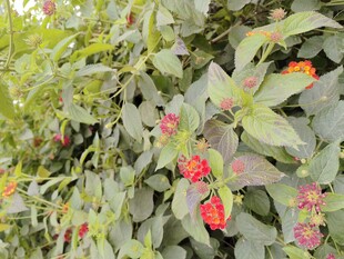 绿叶间的娇艳草莓