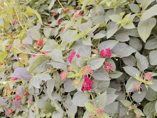 绿叶间绽放的娇艳花朵