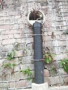 墙上排水管道与绿植景观