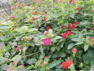 鲜艳花丛绽放美丽色彩