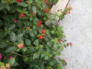 墙边盛开的多彩花卉