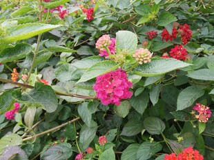 多彩花卉绽放生机