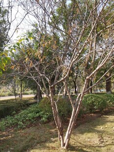 公园内光秃树木景观