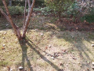 户外树下地面景象