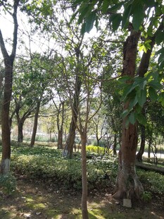 林间绿意盎然的自然景象