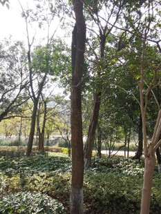 林间繁茂绿植景观