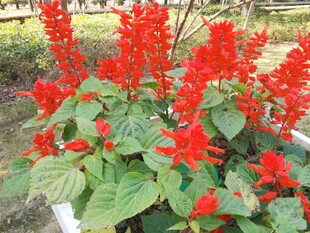 鲜艳一串红绽放绿意间