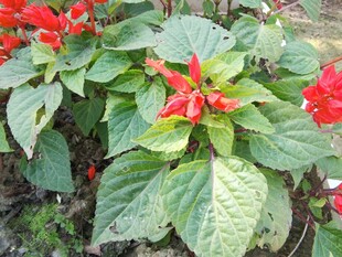 鲜艳红花朵与绿叶植物