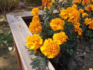 木栏边盛放的鲜艳万寿菊