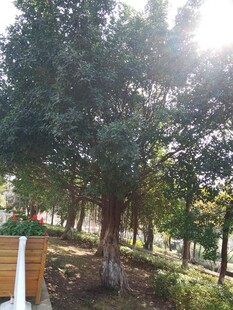 阳光照耀下的树林美景