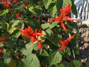 鲜艳一串红绽放绿叶间