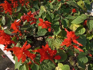 鲜艳串串红绽放绿叶间