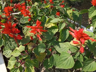 鲜艳串串红绽放绿叶间