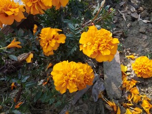 鲜艳万寿菊绽放于草地