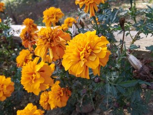 绽放的艳丽黄色万寿菊