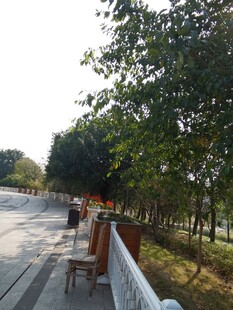 林荫河畔休闲步道