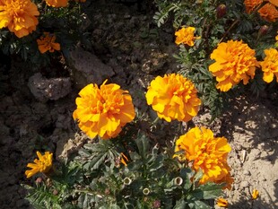 鲜艳万寿菊绽放于地面