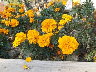 鲜艳黄菊花绽放于花丛