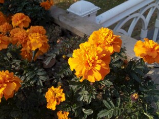 绽放的橙色万寿菊