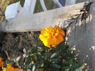 阳光下的艳丽黄色万寿菊